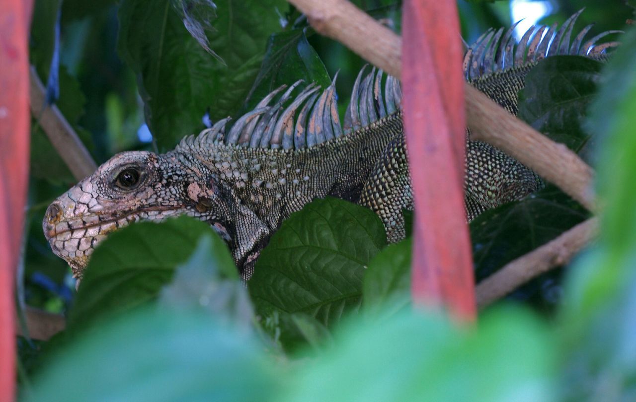 animal themes, animals in the wild, one animal, wildlife, close-up, bird, reptile, green color, focus on foreground, nature, lizard, leaf, plant, outdoors, day, parrot, selective focus, natural pattern, perching, no people