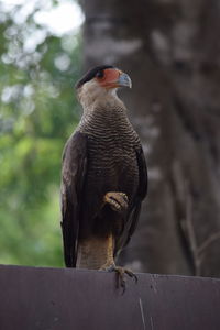 Close-up of bird perching on wooden post