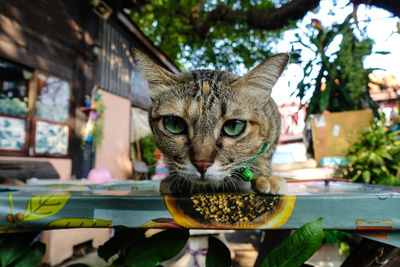 Portrait of tabby cat