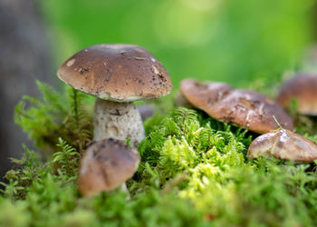 Close-up of mushroom growing on field