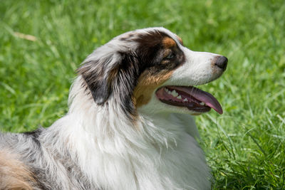 Close-up of dog sitting on field
