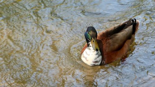 High angle view of duck swimming in lake