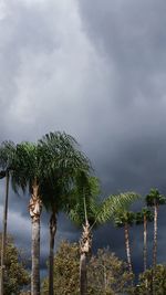 Low angle view of trees against cloudy sky