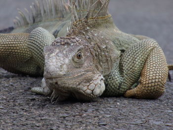 Close-up of lizard