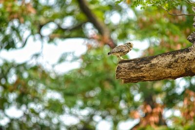 Low angle view of eagle perching on tree