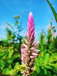 Close-up of pink flower buds on field against blue sky