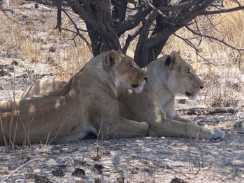 Two lions are resting under a bush in the etosha national park in namibia