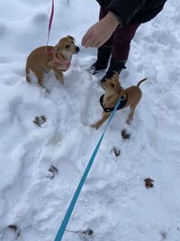 Low section of people with dog in snow