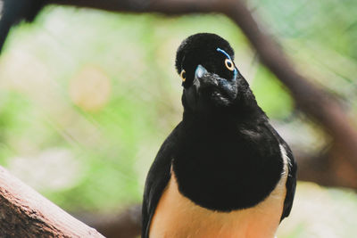 Close-up of black bird perching