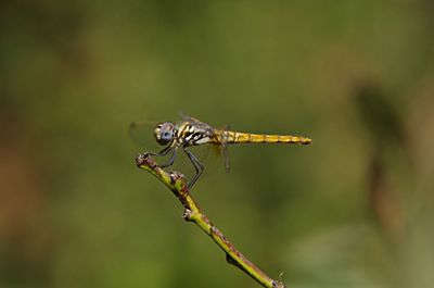 Close-up of spider