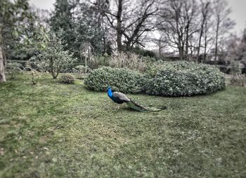 Bird on tree