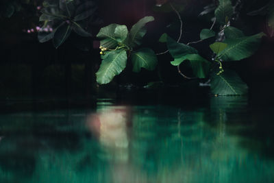 Close-up of plant in lake