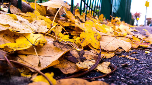 Close-up of yellow maple leaves