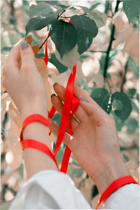 Close-up of hand holding plant