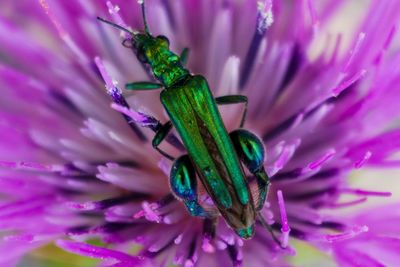 Close-up of insect on purple flower