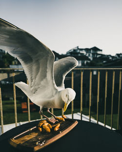 Close-up of seagull perching by food on table