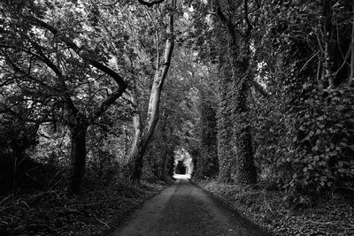 Empty road amidst trees in forest