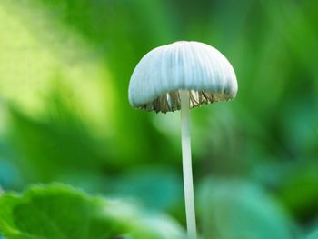 Close-up of mushroom growing on land
