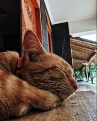 Close-up of a sleeping cat