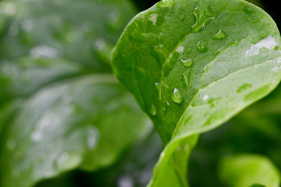 Close-up of wet leaves