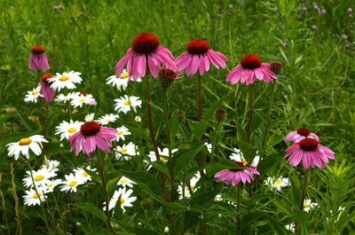 Close-up of pink flowers blooming in field