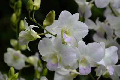 Close-up of flowers