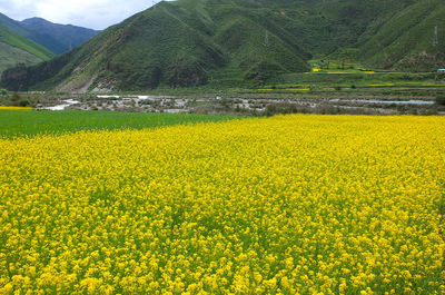 Yellow flowers growing in field