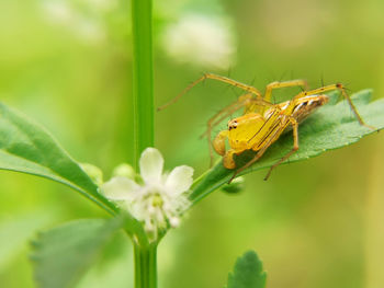 Close-up of insect pollinating on flower
