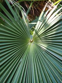 Full frame shot of palm leaf