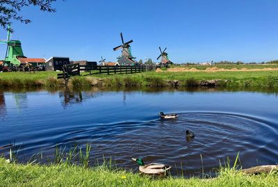 View of birds in lake