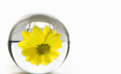 Close-up of yellow flower against white background