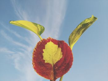 Close-up of yellow flowering plant against sky