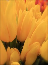 Macro shot of yellow rose flower