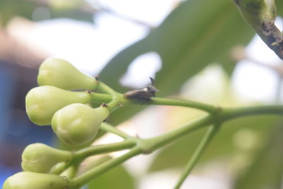 Close-up of insect on plant