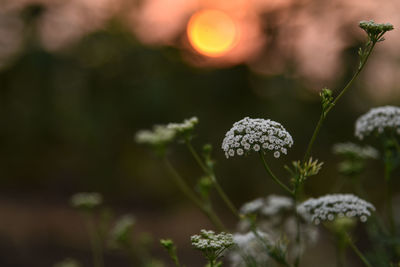 Close-up of flowering plant with a setting sun in the background