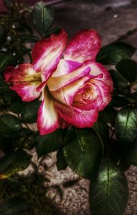 Close-up of pink rose