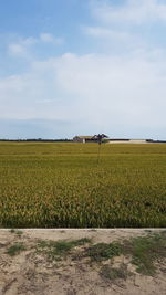 Scenic view of agricultural field against sky