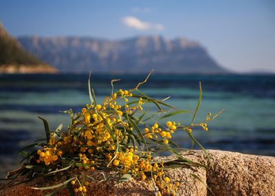 Close-up of plant by rock against sea