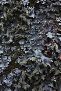 Full frame shot of moss growing on tree trunk