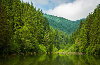 Panoramic view of lake amidst trees in forest against sky