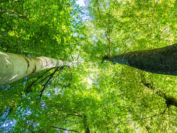 Low angle view of trees against clear sky