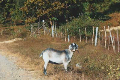 Dog standing on grass