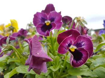 Close-up of purple flowering plants