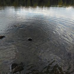 Reflection of trees in water