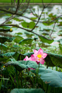 Close-up of pink flower
