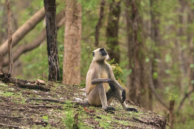 Monkey sitting on tree trunk in forest