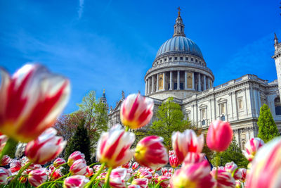 Close-up of flowering plants against cloudy sky