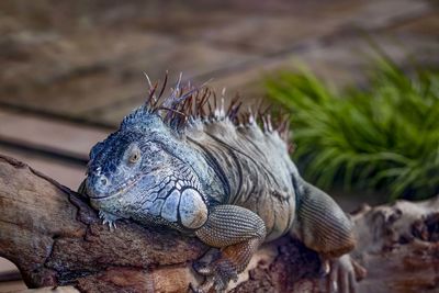 Close-up of lizard on rock