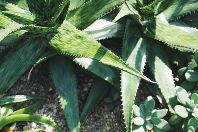 High angle view of plant growing on field