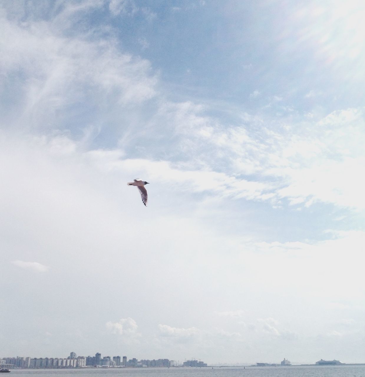 bird, animal themes, animals in the wild, flying, wildlife, one animal, seagull, sky, spread wings, mid-air, cloud - sky, nature, sea, low angle view, beauty in nature, outdoors, water, cloud, day, cloudy